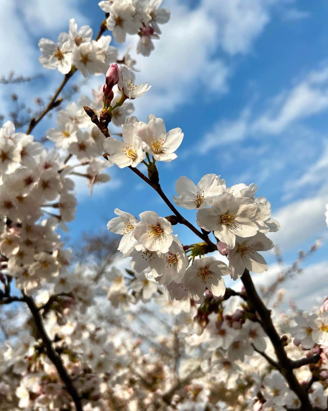 十碧れいやさんのインスタグラム写真 - (十碧れいやInstagram)「.  大好きな季節が〜🌸  撮る角度によって表情が違うから、 同じように見えてもやっぱり感じ方変わりますよね✨  お花見ーーーしたいっ♪  今日からしばらく雨続く予報ですねぇ。 まだ散らないでください🙏🌸🥹  #春 #桜 #🌸 #お花見 #大好きな季節 #3月 #4月」3月23日 11時54分 - reiya_toa