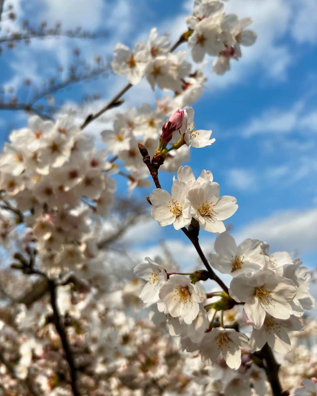 十碧れいやさんのインスタグラム写真 - (十碧れいやInstagram)「.  大好きな季節が〜🌸  撮る角度によって表情が違うから、 同じように見えてもやっぱり感じ方変わりますよね✨  お花見ーーーしたいっ♪  今日からしばらく雨続く予報ですねぇ。 まだ散らないでください🙏🌸🥹  #春 #桜 #🌸 #お花見 #大好きな季節 #3月 #4月」3月23日 11時54分 - reiya_toa