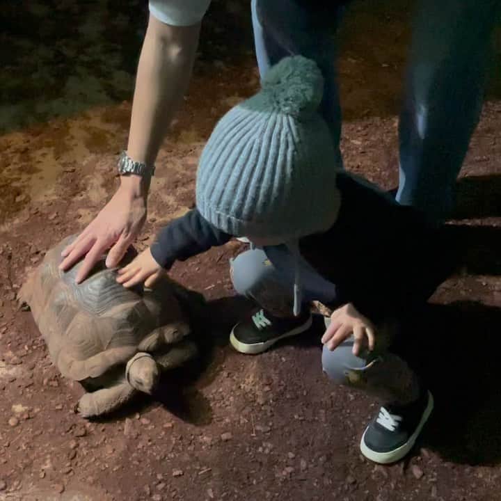 にわみきほのインスタグラム：「DMでもたくさん質問いただいた 伊豆にある体感型動物園iZoo（イズー）🐢🐍 日本最大の爬虫類、両生類の動物園です✨  先日、夫がロケでお邪魔させていただいて 大興奮で帰ってきたのでその週末には家族でGO💪🚙  ショーンはまだ少し怖いかな？ 大丈夫かな？と思っていたけれど 私もびっくり。 今までの動物園の中で1番楽しそうでした✨😂  見て、触れて、素晴らしい経験🤍  最後の写真は i Zooといえばの記念写真🐍  #爬虫類大好き家族 #最後の写真はなかなかのインパクト🤪 #父ちゃんは週2でイズー #通路に普通に亀さんがお散歩してます🐢 #またすぐ行きたいなぁ」