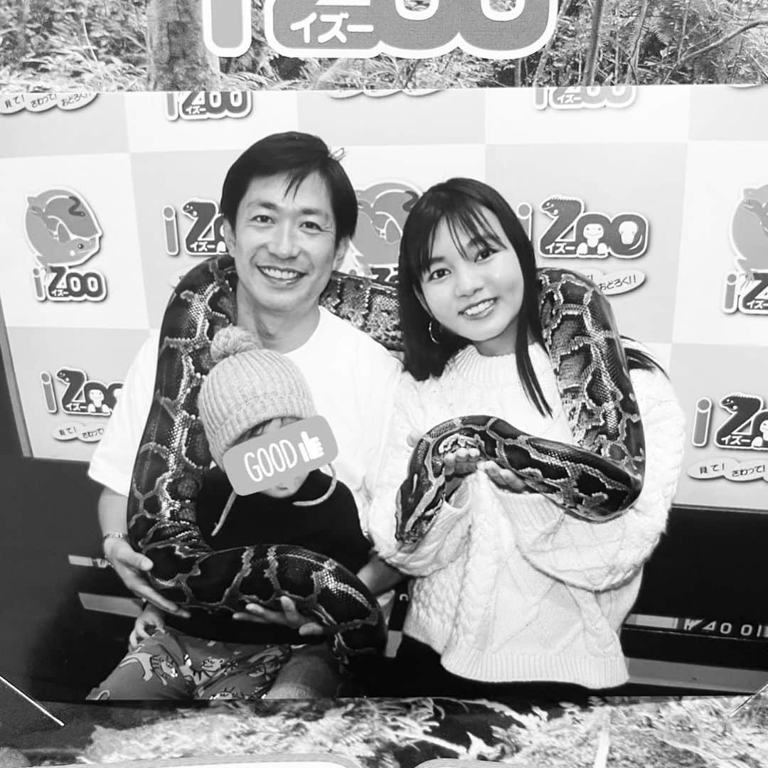 にわみきほさんのインスタグラム写真 - (にわみきほInstagram)「DMでもたくさん質問いただいた 伊豆にある体感型動物園iZoo（イズー）🐢🐍 日本最大の爬虫類、両生類の動物園です✨  先日、夫がロケでお邪魔させていただいて 大興奮で帰ってきたのでその週末には家族でGO💪🚙  ショーンはまだ少し怖いかな？ 大丈夫かな？と思っていたけれど 私もびっくり。 今までの動物園の中で1番楽しそうでした✨😂  見て、触れて、素晴らしい経験🤍  最後の写真は i Zooといえばの記念写真🐍  #爬虫類大好き家族 #最後の写真はなかなかのインパクト🤪 #父ちゃんは週2でイズー #通路に普通に亀さんがお散歩してます🐢 #またすぐ行きたいなぁ」3月23日 12時01分 - mikiho_niwa