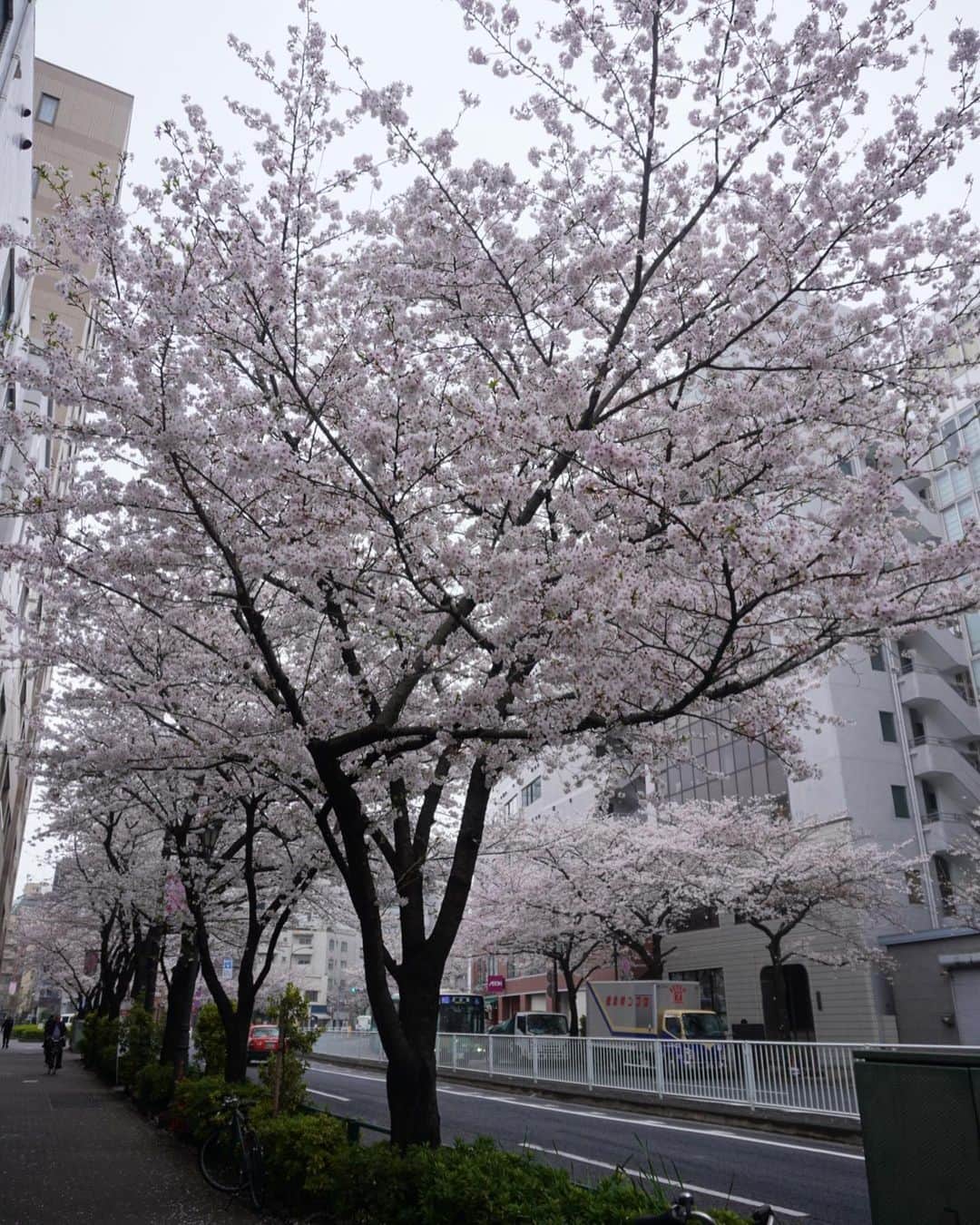 柑谷あゆみさんのインスタグラム写真 - (柑谷あゆみInstagram)「桜🌸満開🤍 今日からしばらく雨のようなので 切ない🥹  #お花見 #桜 #いちごシャンパン #パグ」3月23日 12時09分 - kantani_ayumi