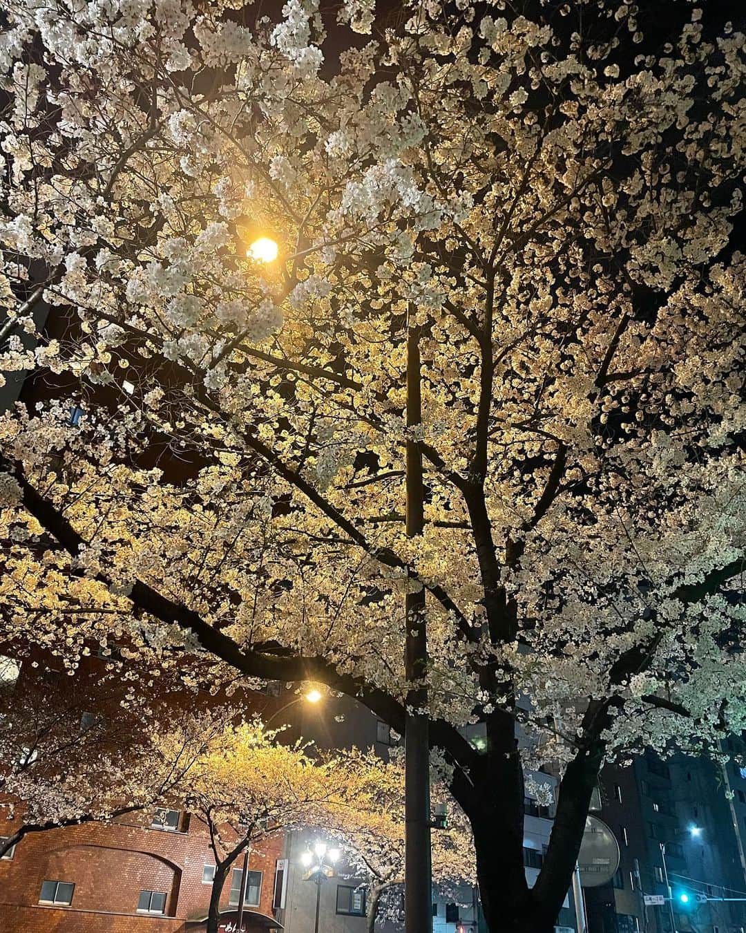 柑谷あゆみさんのインスタグラム写真 - (柑谷あゆみInstagram)「桜🌸満開🤍 今日からしばらく雨のようなので 切ない🥹  #お花見 #桜 #いちごシャンパン #パグ」3月23日 12時09分 - kantani_ayumi