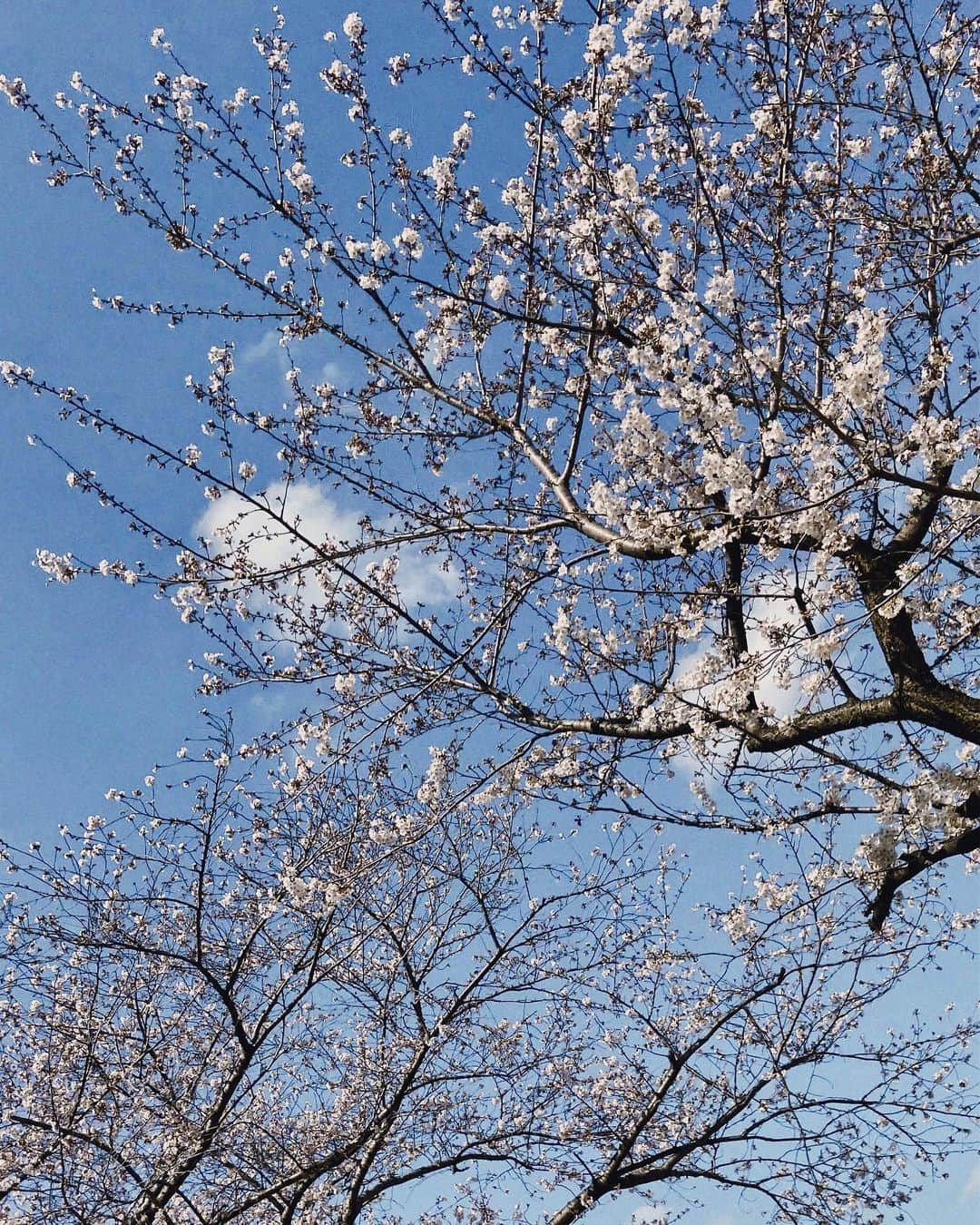 高野渚のインスタグラム：「🌸🌸🌸」