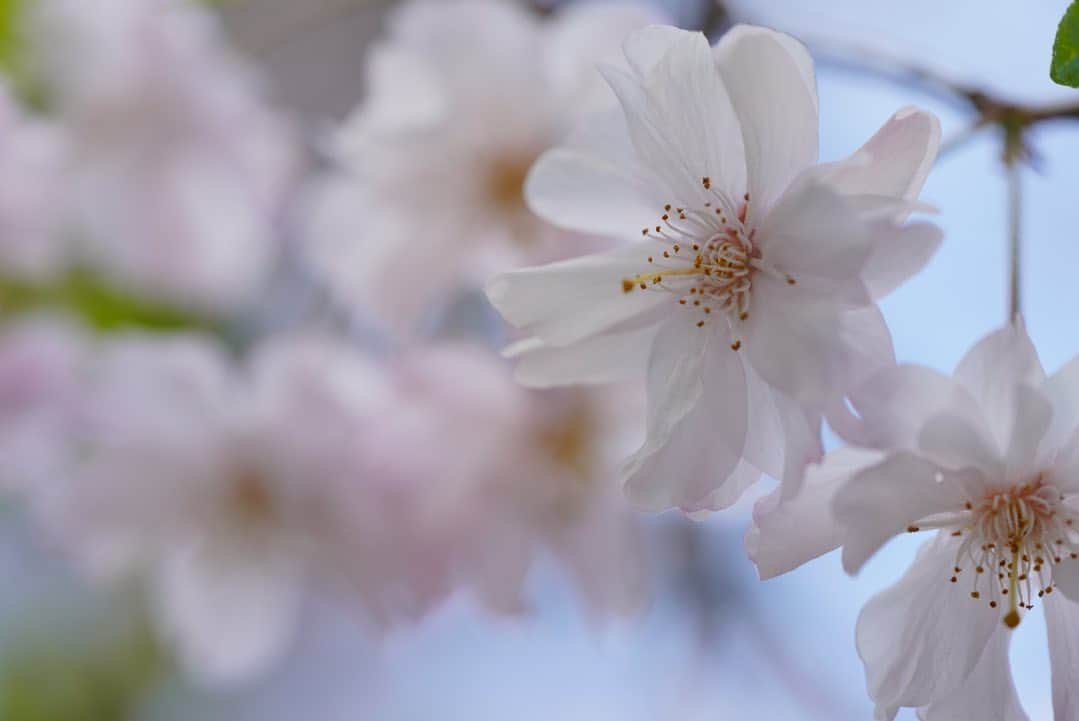 いぶくろ聖志のインスタグラム：「春  #camera #japan #photography  #カメラ　#写真　#日本」