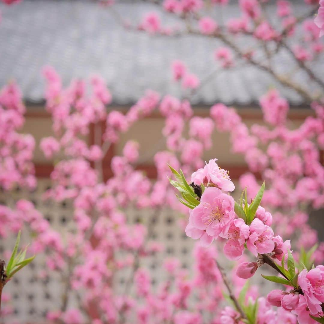 奈良 長谷寺 / nara hasederaのインスタグラム