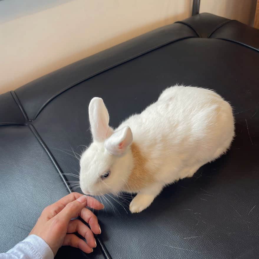 のインスタグラム：「🐇」