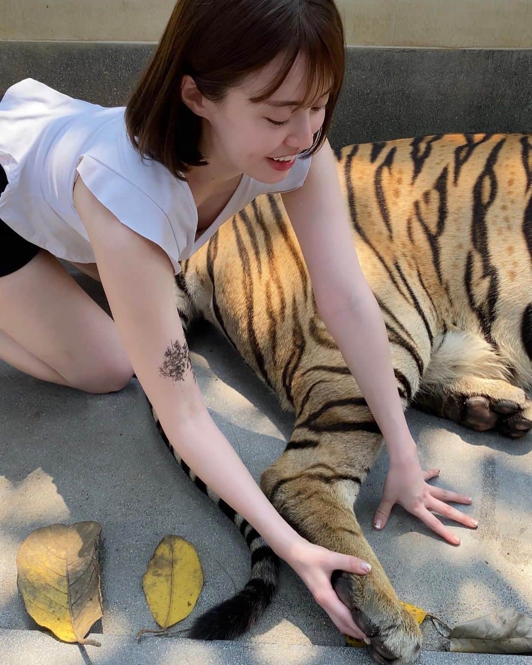 Nayuhaのインスタグラム：「肉球モフモフしてた 📍パタヤ　タイガーパーク」