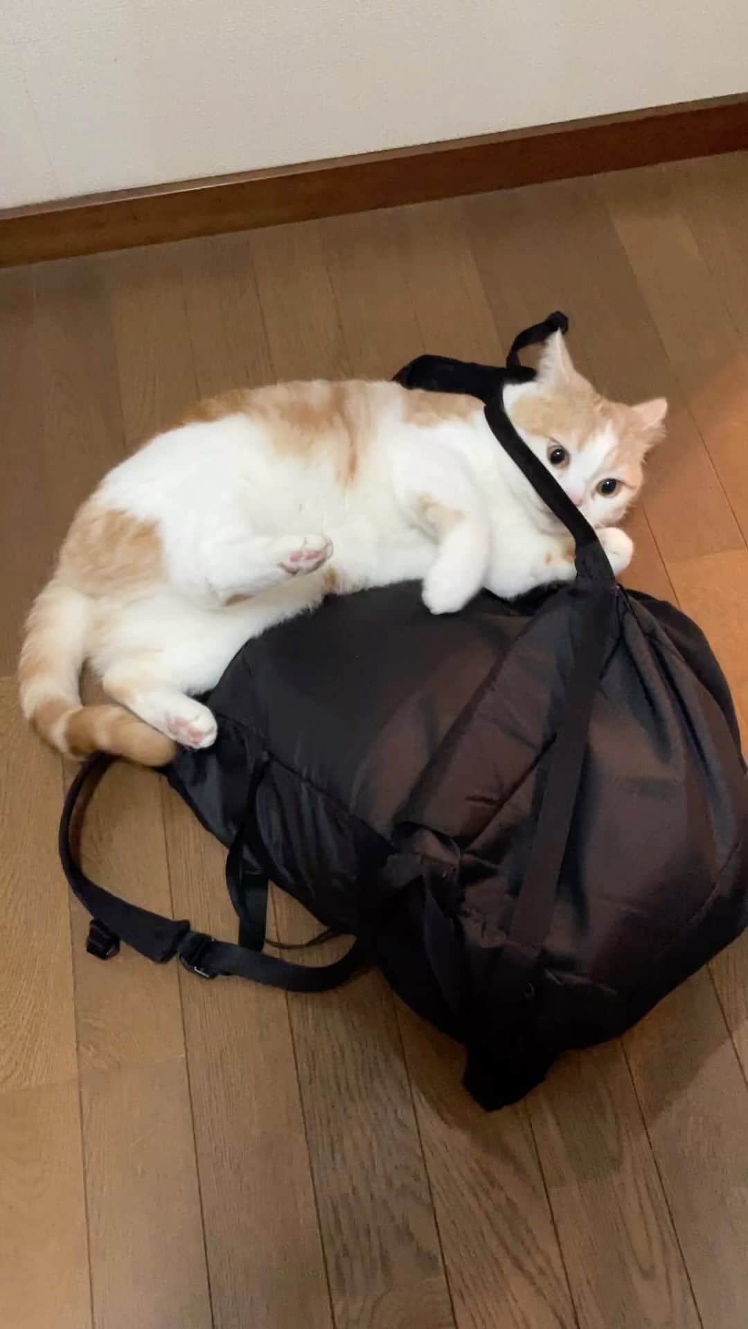 にゃんすくんのインスタグラム：「自分から絡まるスタイル☺️  1時間買い物行ってただけなのに珍しく、 リュックに想いの丈をぶつけてる。  #cat #猫 #動物 #happy #funny #american #アメショ #ピクネコ #ペコねこ部 #catlover #instacat #ニャンスタ #にゃんすたぐらむ #pet #animal #面白い #癒し #猫部」