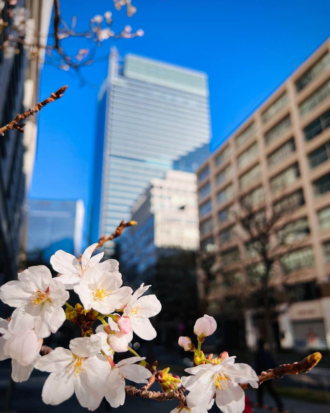 東京ステーションホテルTokyo Station Hotelさんのインスタグラム写真 - (東京ステーションホテルTokyo Station HotelInstagram)「𝕊𝔸𝕂𝕌ℝ𝔸🌸 ホテル周辺の桜も見ごろを迎えました🌸春うららな様子をお届けします。 ⁡ It’s Sakura time!🌸 Cherry blossoms are blooming here.  ———————————————————— @tokyostationhotel @forbestravelguide @smallluxuryhotels @tokyostationcity #tokyotravel #tokyotrip #tokyostation #tokyostationhotel #marunouchi #japantravel #hotel #tokyohotel #cherryblossoms #東京ステーションホテル #東京駅 #東京駅舎 #丸の内 #東京ホテル #ホテル好きと繋がりたい #桜 #桜🌸 #桜満開🌸#花見スポット」3月23日 15時05分 - tokyostationhotel