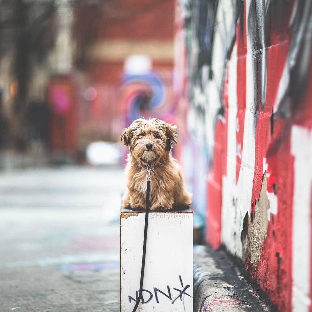 Holly Sissonのインスタグラム：「Happy National Puppy Day! ❤️🐶❤️ #Toronto #Havanese #puppy pet #petphotography #NationalPuppyDay ~ See more of Oliver, Charlie, Finnegan & Greyson on their pet account @pitterpatterfurryfeet ~ Canon 1D X + 85 f1.2L II @ f1.2 | 1/250s」