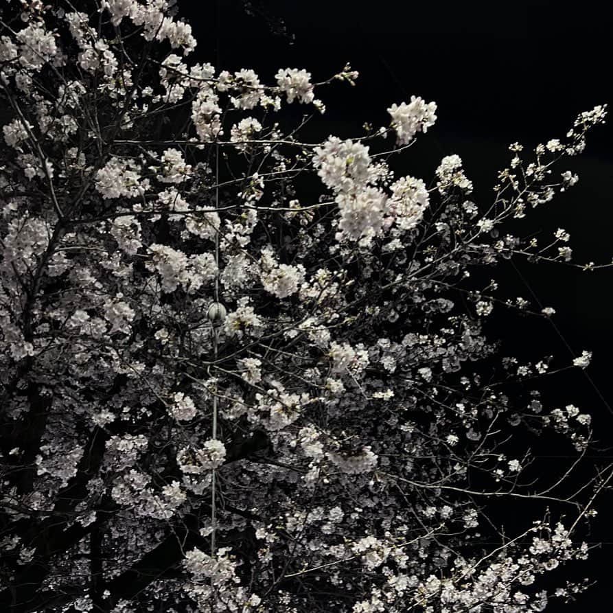永田凜さんのインスタグラム写真 - (永田凜Instagram)「雨で散っちゃう前に🌸🌙」3月23日 17時50分 - rin_nagata_official