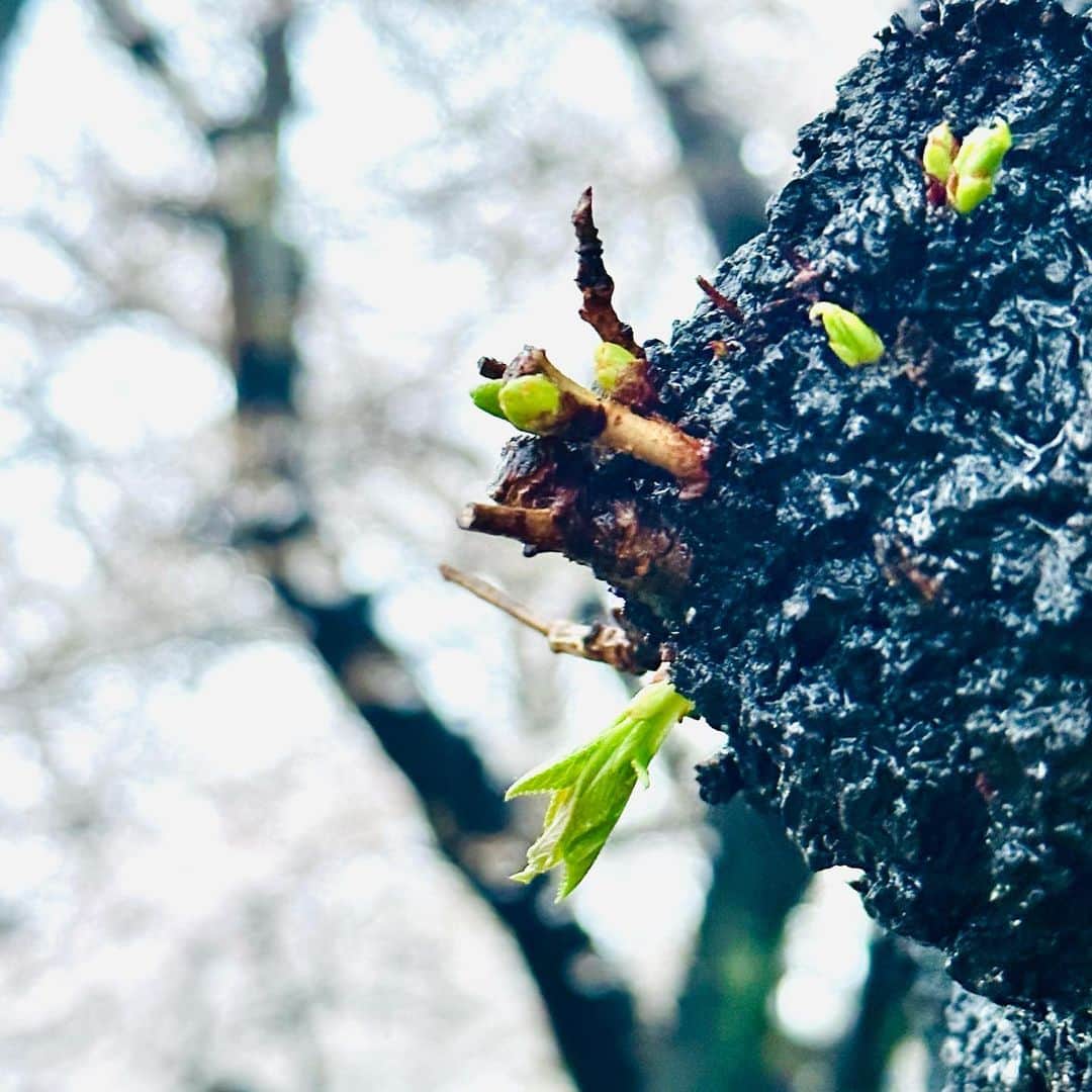 小渕健太郎さんのインスタグラム写真 - (小渕健太郎Instagram)「少し、蕾が大きくなってました。 ここからしばらく雨の間に、 空からの恵みをたんと吸い込んで、今年の色を作っている。 楽しみだなぁ。  #桜#蕾 #春の雨」3月23日 18時11分 - kobukuro_kobuchi_official