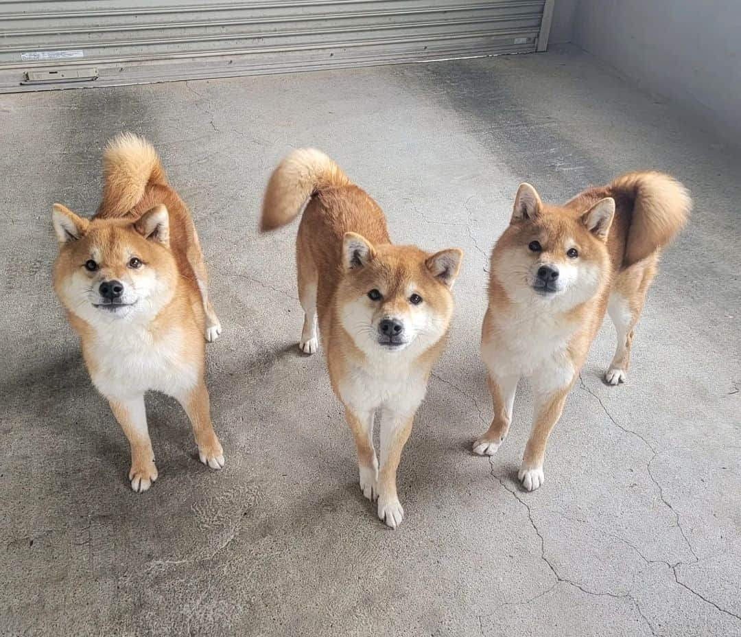 柴犬たま Shibainu Tamaのインスタグラム：「おしゅし３兄弟揃いました🐶🐶🐶 ⠀⠀ Caption trans🇬🇧⠀⠀ All the Sushi Brothers are here🐶🐶🐶 ⠀ #たま家族 #柴犬コイ #柴犬トロ #柴犬ウニ #おしゅし兄弟 #仲良し兄弟 #笑顔 #ふわもこ #かなりひし形 #柴犬 #shiba #shibainu #shibastagram #犬 #dog #多頭飼い」