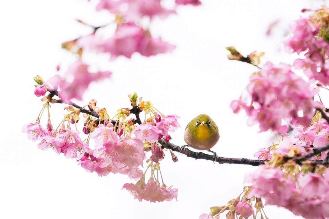 coyoriのインスタグラム：「春の訪れを告げる神や精霊が宿るとされる桜に小鳥が宿る！？🌸🐤   春の匂いを感じる頃になりました。 花鳥風月を愛でてみてはいかがでしょう☺️   ──⁡──⁡──⁡──⁡──⁡──⁡──⁡──⁡─ お得なセットをご用意！ @coyori_officialのプロフィールURLから！ ⁡──⁡──⁡──⁡──⁡──⁡──⁡──⁡──⁡─   桜の花言葉は「精神美」「優位な女性」「純潔」 桜が日本の国花という位置づけから、日本国、日本人の品格を表すシンボルとして美しさを託した言葉だそうです。   東京の上野恩賜公園や目黒川沿いで桜の見頃を迎えており、 桜祭りやライトアップを開催するスポットもあるそうです✨ 柔らかな香りに身を包まれながら、活気と楽観をもたらす桜を楽しんでみてはいかがでしょうか🤍   Special Thanks： @88._.ty    ――――――――――――――――――――― ✔︎当アカウントでは、四季折々の環境の変化に適応してきた生命力を持つ国産素材が「チカラをこより合わせる」ことで、心も豊かにするために、 四季を愉しむ暮らしや、自然の景色、植物の魅力、生命力溢れるスポットをご紹介していきます。  ✔︎ 四季を愉しむ暮らしや、美しい日本の景色、植物のお写真や動画に #Coyoriつづり を付けて投稿していただくと、当アカウントでご紹介させていただくことがございます。  #Coyori #coyoribeauty ―――――――――――――――――――――  #beautiful_photo_jpn #bestjapanpics #bestphoto_japan #colore_de_saison #deaf_b_j_ #japan_bestpic_ #japan_best_pic #japan_daytime_view #lovers_nippon #nipponpic #photo_jpn #ptk_love #東京カメラ部 #team_jp_flower #桜 #sakura #cherryblossom」