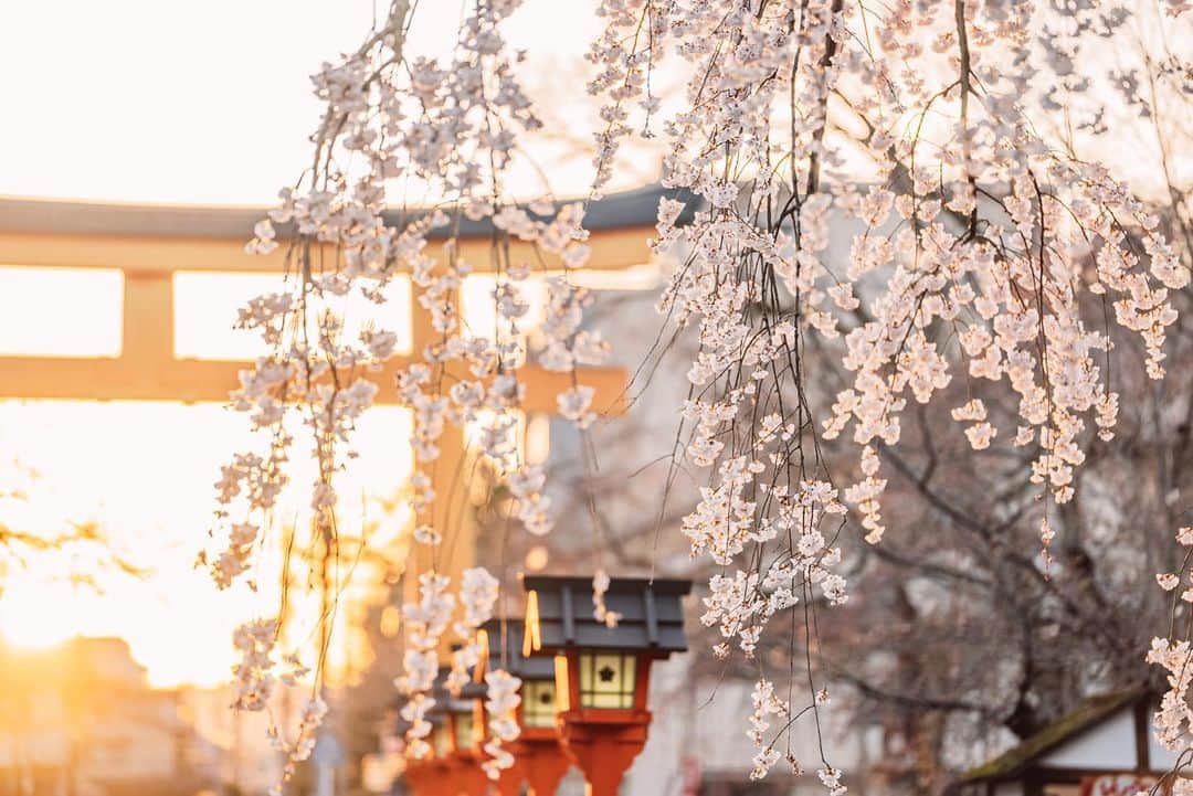 Sonoda COO Yukiyaのインスタグラム：「Spring has come to Kyoto. #Kyoto #Japan #Kyototravel #KyotPhotograher」