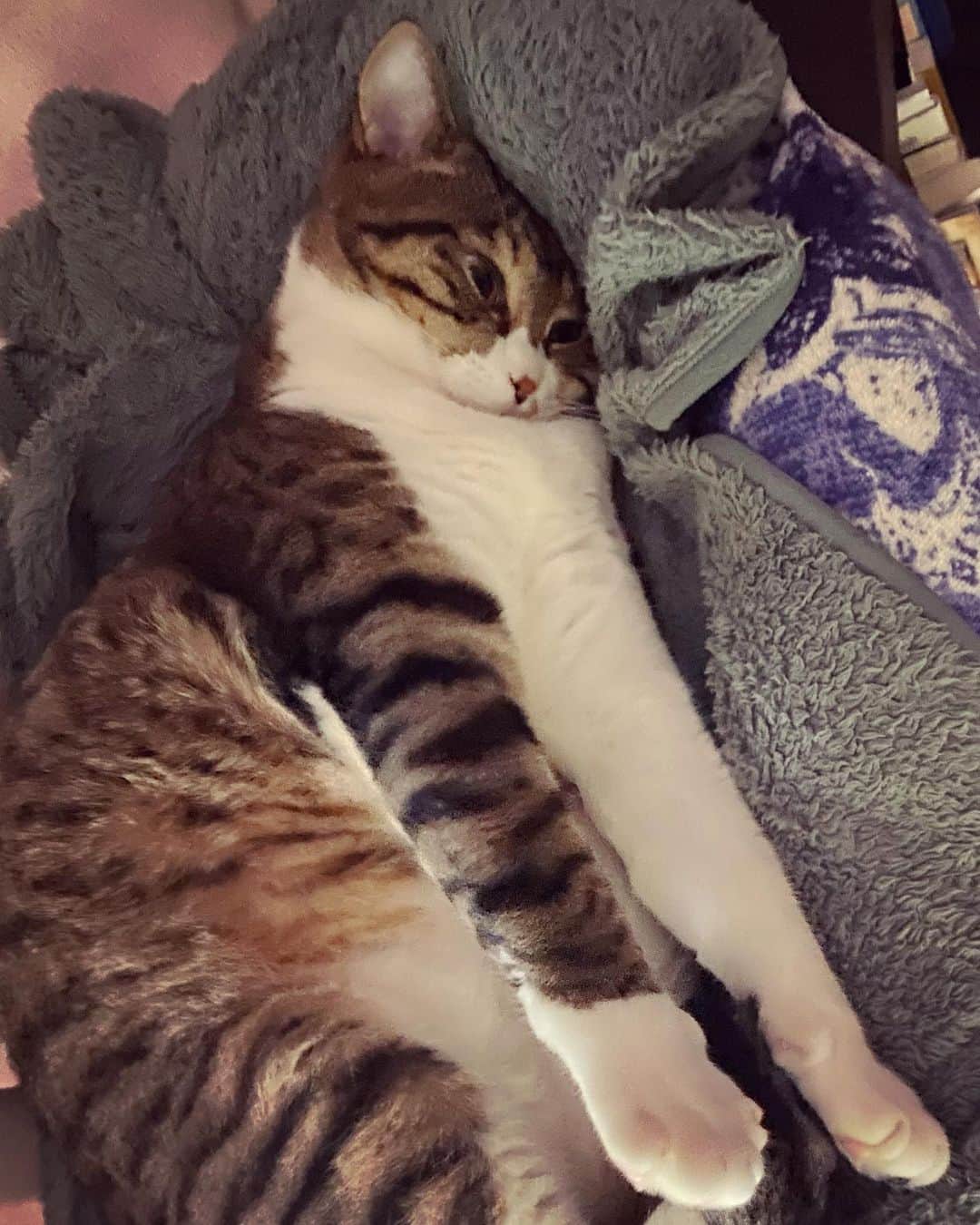 野本かりあのインスタグラム：「強めの低気圧のせいだと思いたい😂 #lukarly #catsofinstagram #にゃんすたぐらむ」
