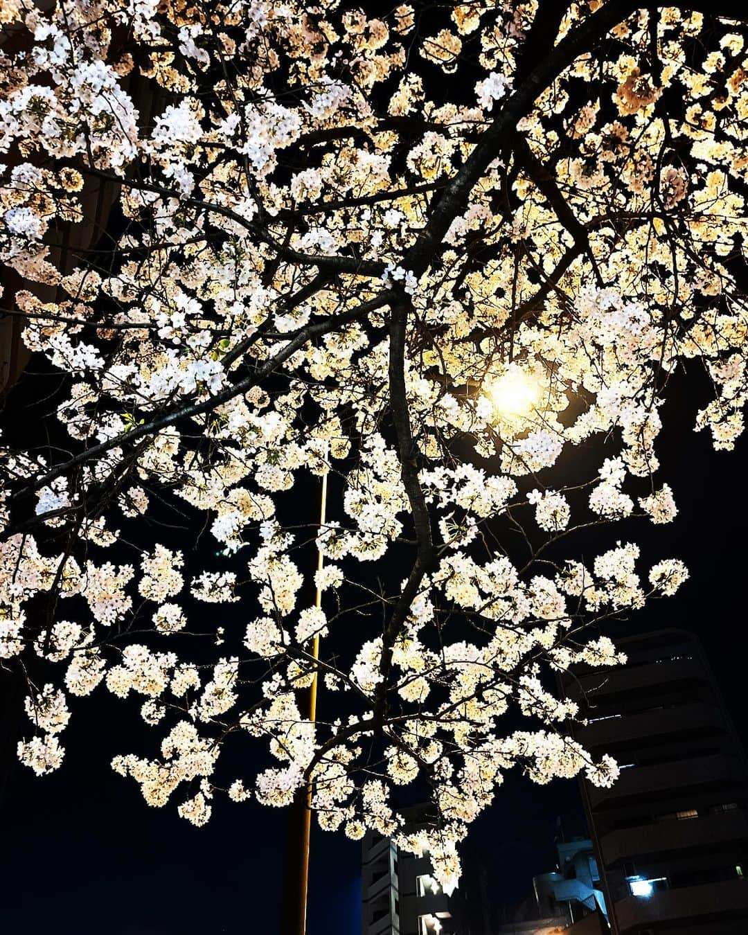 ACOさんのインスタグラム写真 - (ACOInstagram)「Cherry blossom at night🌸✨✨  #cherryblossom #hiroo #spring」3月23日 18時45分 - acobikini