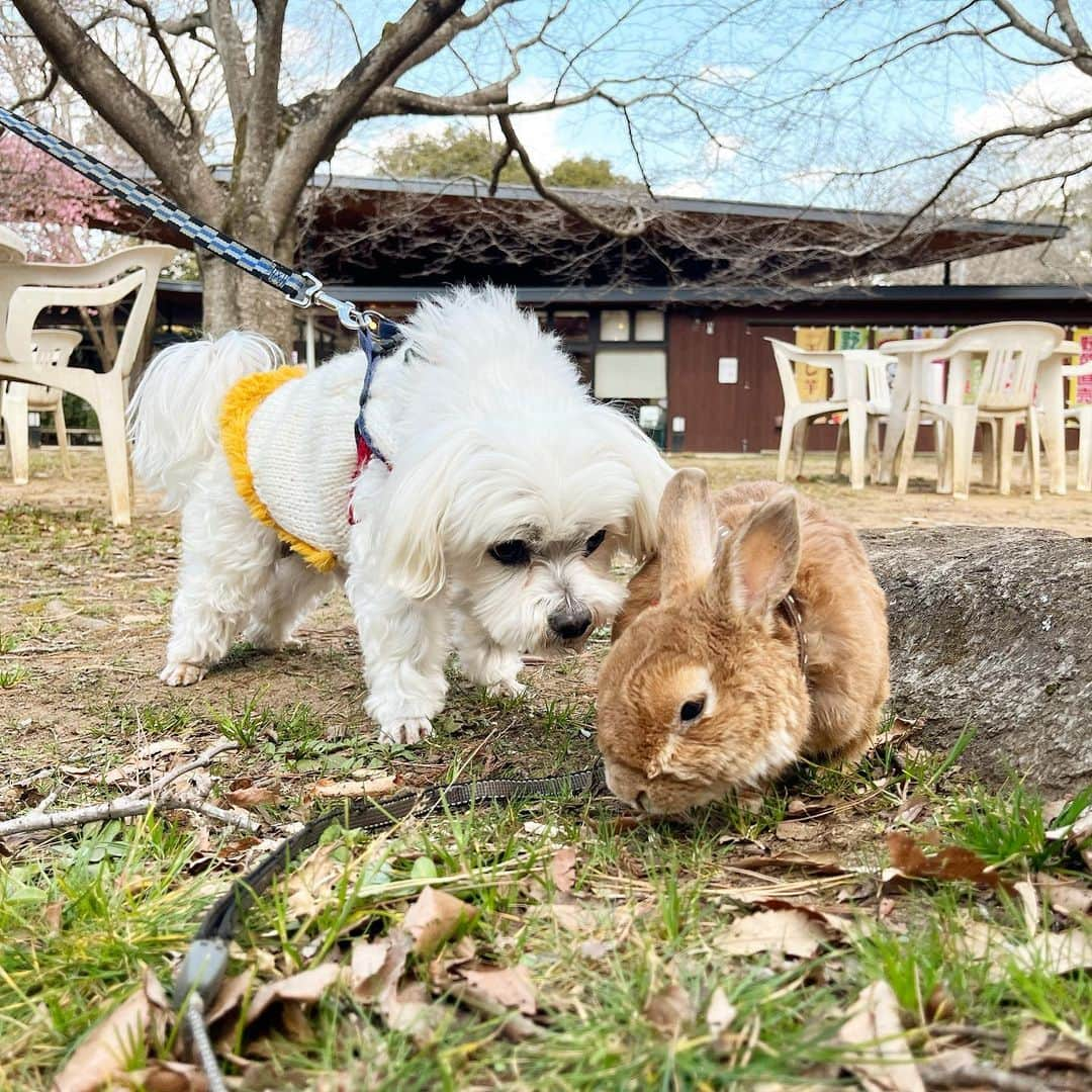 Chieko Shibutaさんのインスタグラム写真 - (Chieko ShibutaInstagram)「うじゃこ🐰です✨ お花見🌸 お久しぶりの僕🐰は　毎日元気に　ピョン⤴︎ピョン⤴︎してます💨 🐶🐶との交流　不思議そうにクンクンされたけど　一緒に遊んで楽しかった❤️ 11歳1ヶ月🐰  ✨🐰🍀🐶✨ #わんこの散歩 #dachshund #dachshunds #dachshundlove #dog #dogs #doglove #instadog #instagram #instagood #pet #pets #petsagram #cute #cutepe #cutepet #cutedog #cuteanimals #likes #smile #rabbit #ラビット #ミニュチュア #ミニュチュアダックス  #ミニュチュアダックスフント #うさぎ部 #うさぎ #ダックス #ダックスフンド#会いたい」3月23日 18時56分 - chieko.81