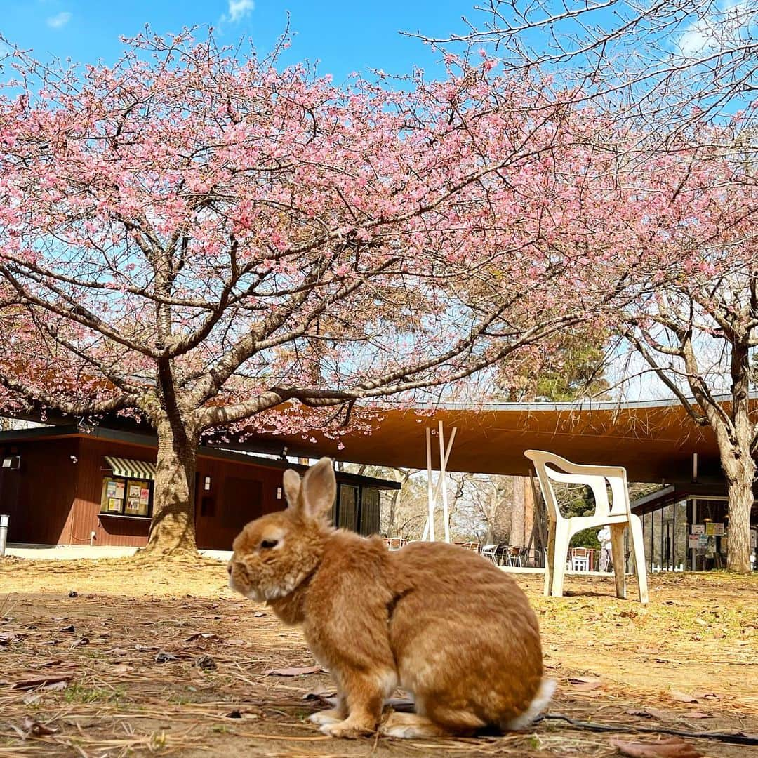 Chieko Shibutaさんのインスタグラム写真 - (Chieko ShibutaInstagram)「うじゃこ🐰です✨ お花見🌸 お久しぶりの僕🐰は　毎日元気に　ピョン⤴︎ピョン⤴︎してます💨 🐶🐶との交流　不思議そうにクンクンされたけど　一緒に遊んで楽しかった❤️ 11歳1ヶ月🐰  ✨🐰🍀🐶✨ #わんこの散歩 #dachshund #dachshunds #dachshundlove #dog #dogs #doglove #instadog #instagram #instagood #pet #pets #petsagram #cute #cutepe #cutepet #cutedog #cuteanimals #likes #smile #rabbit #ラビット #ミニュチュア #ミニュチュアダックス  #ミニュチュアダックスフント #うさぎ部 #うさぎ #ダックス #ダックスフンド#会いたい」3月23日 18時56分 - chieko.81