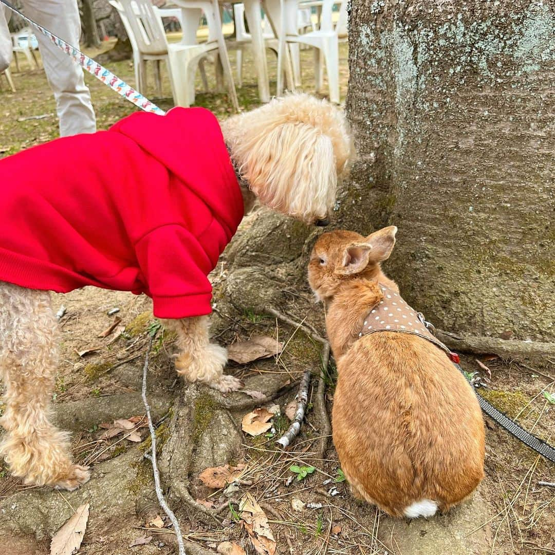 Chieko Shibutaさんのインスタグラム写真 - (Chieko ShibutaInstagram)「うじゃこ🐰です✨ お花見🌸 お久しぶりの僕🐰は　毎日元気に　ピョン⤴︎ピョン⤴︎してます💨 🐶🐶との交流　不思議そうにクンクンされたけど　一緒に遊んで楽しかった❤️ 11歳1ヶ月🐰  ✨🐰🍀🐶✨ #わんこの散歩 #dachshund #dachshunds #dachshundlove #dog #dogs #doglove #instadog #instagram #instagood #pet #pets #petsagram #cute #cutepe #cutepet #cutedog #cuteanimals #likes #smile #rabbit #ラビット #ミニュチュア #ミニュチュアダックス  #ミニュチュアダックスフント #うさぎ部 #うさぎ #ダックス #ダックスフンド#会いたい」3月23日 18時56分 - chieko.81