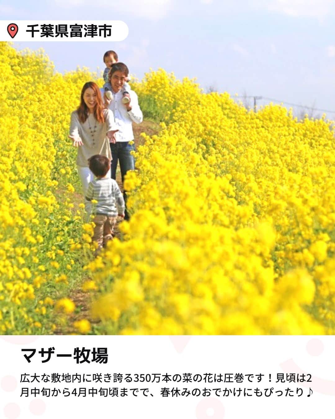 iko-yo（いこーよオフィシャル）さんのインスタグラム写真 - (iko-yo（いこーよオフィシャル）Instagram)「「関東の大規模 菜の花畑6選」 今回ピックアップしたのは↓ ーーーーーーーーーーーーーーーーーー  📍東京都中央区 【浜離宮恩賜庭園】 毎年2月下旬〜3月下旬にかけて、約30万本の菜の花が一面に咲き誇ります。江戸時代から続く庭園では、都内唯一の海水の池「潮入の池」などもあり、親子で庭園めぐりをしながらお散歩するのもオススメです。  📍東京都立川市 【国営昭和記念公園】 園内には子供が夢中になって遊べる遊具も充実。ふわふわドームやハンモック遊具がある「こどもの森」や、小さな子供向けの「わんぱくゆうぐ」など、カラダをたくさん動かして遊ぶことができます。  📍千葉県富津市 【マザー牧場】 ヒツジやカピバラなど、さまざまな動物とのふれあいやエサやり体験も可能。こぶたスタジアムで毎日開催される「こぶたのレース」は子供に大人気！小さな子供向けのアトラクションが充実した遊園地もあるので、家族で1日満喫できます。  📍千葉県成田市 【成田ゆめ牧場】 東京ドームの約7倍の広さを誇り、花畑の周りを走るトロッコ列車に乗るのもオススメ！アスレチックや芝すべり、釣り堀など、親子で遊べる施設が充実しています。  📍千葉県成田市 【甚兵衛公園】 四季折々の花々が美しい公園で、春には菜の花が咲き誇るスポットとして有名です。園内にはサイクリングコースもあるので、自転車で巡ってみるのもおすすめ。  📍 埼玉県幸手市 【県営権現堂公園】 桜の名所としても知られる県営公園。多目的運動広場（1号公園）の遊具広場は子供に大人気！　船長気分で遊べる大きな帆船遊具は、一定時間ごとに帆船の前方から霧が吹き出すユニークな仕掛け付きです。  ※2023年3月13日時点の情報です。 最新の情報は公式HPや「いこーよ」サイトでご確認ください。 ーーーーーーーーーーーーーーーーーーー おでかけ情報量は日本最大級！ 子どもとお出かけ情報サイト「いこーよ」 「親子でおでかけしたい場所」をご紹介させていただいています！  お子さんとのおでかけの思い出の写真を、このアカウントをフォローの上#いこーよ をつけてぜひ投稿してください。魅力的な写真は、いこーよ公式SNSで紹介させていただきます！  募集中タグ＃いこーよ  「子どもと行きたい！」と思ったら保存が便利！ プロフィールのURLから「いこーよ」のサイトに行くと、他の投稿やオトクな情報などが載っています♪ ☞ @ikoyo_odekake  #いこーよ #お出かけ #おでかけ #お出かけスポット #子育て #こどものいる暮らし #子連れスポット #いこーよお出かけ部 #東京ママ#東京観光#東京旅行#神奈川ママ#神奈川観光#神奈川旅行#千葉ママ#千葉観光#千葉旅行#埼玉ママ#埼玉観光#埼玉旅行#菜の花畑#菜の花#浜離宮恩賜庭園#国営昭和記念公園#マザー牧場#成田ゆめ牧場#甚兵衛公園#県営権現堂公園」3月23日 19時01分 - ikoyo_odekake