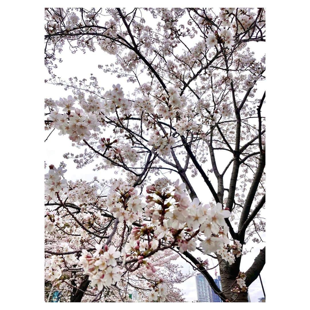 ChouChoのインスタグラム：「. 昨日は親友とお花見をして来ました🌸  まだそこまで咲いてないかなと思ったら8分咲きくらいでとっても綺麗でした✨  美味しいスイーツも食べて癒されたよ☺️  東京は今日からしばらくお天気が崩れるみたいだけど もう1回くらい桜見に行けるといいな♪ . . . #お花見 ＃桜 #スイーツ #ラズベリータルト」
