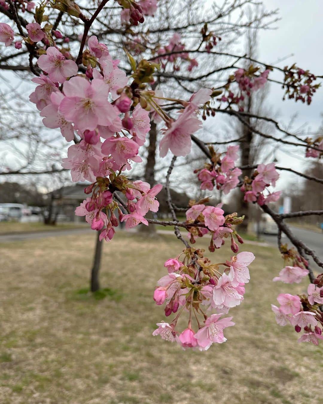 松川星さんのインスタグラム写真 - (松川星Instagram)「⁡ とてもとても寒かった日🫣🍃 雨で桜が散りませんように、、」3月23日 19時51分 - akarin__rin