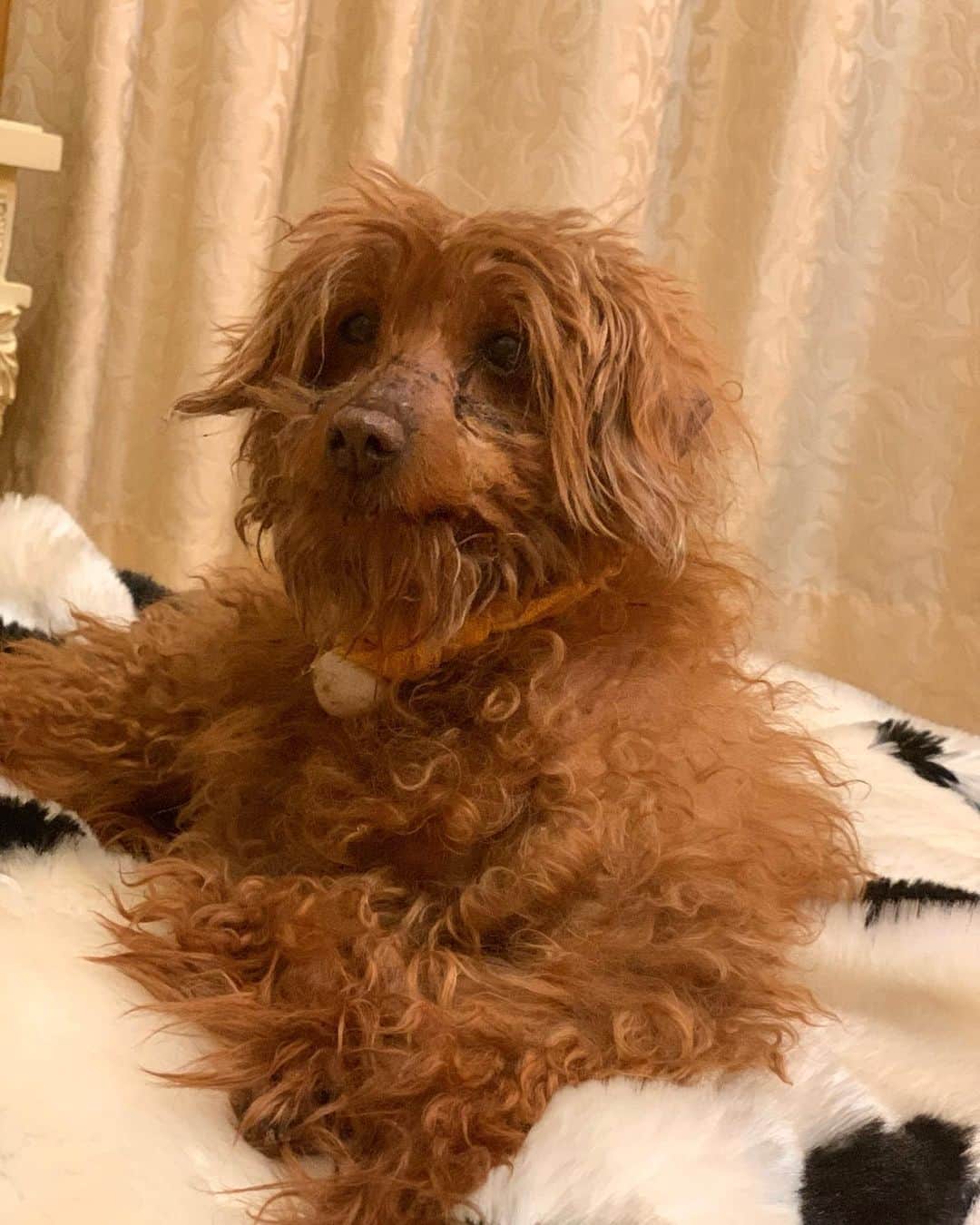 チックンとプーちゃんのふるさと? From Japan??のインスタグラム：「こんばんワン🐶 外は暖かい雨だよ🐾☂️ #トイプードル」