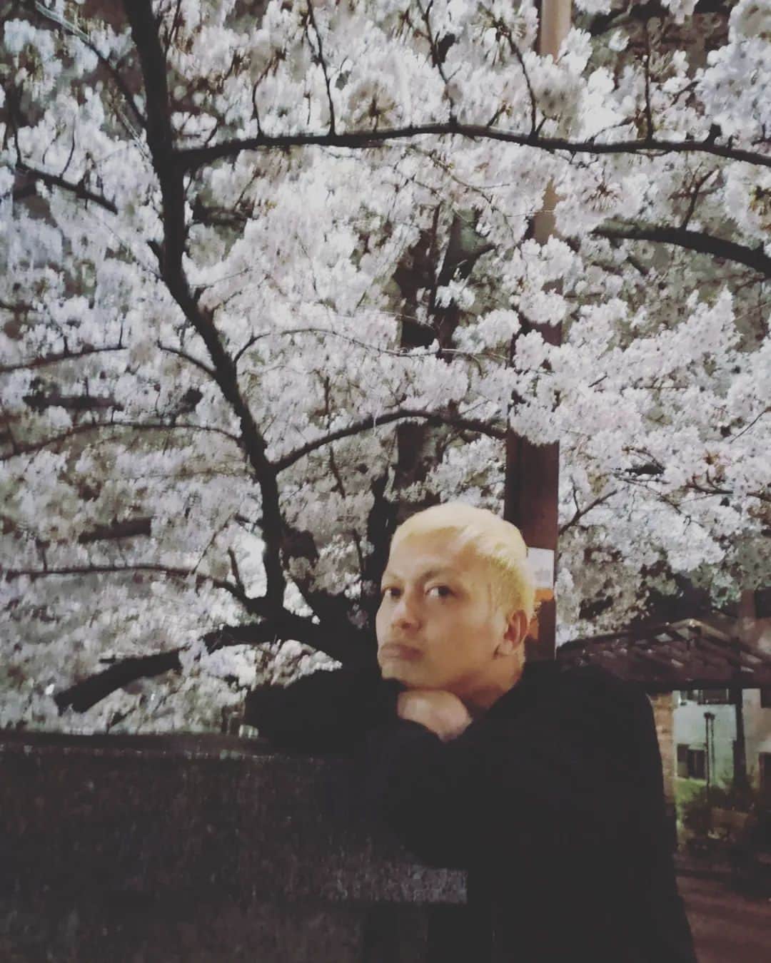 海老澤健次のインスタグラム：「桜なんとか見に行けました！ 今日だと雨で見れなかったんだろうな。 ちゃんと花見は出来ませんでしたが、癒やされた〜🌸癒やし同士のコラボっす。 な〜んてな。 #海老澤健次 #桜 #花見 #というなと散歩 #綺麗だったな」