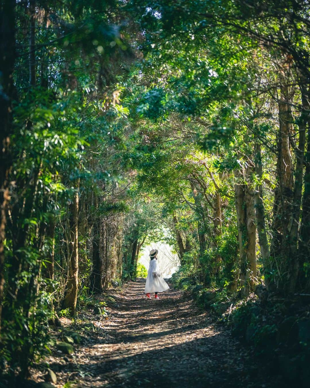 梶原憲之のインスタグラム：「. トトロが出てきそうな森。。  📸Nikon Z9 NIKKOR Z 50mm f/1.8 S  #香川 #小豆島  #香川県 #photoplusme #team_jp_  #art_of_japan_ #japan#東京カメラ部 #photo_jpn #photo_shorttrip  #死ぬまでに行きたい日本の絶景#香川観光#香川旅行#小豆島観光#nikoncreators #吉卜力#japantravel #tokyocameraclub#retrip_news #daily_photo_jpn#ジブリ#지브리#light_nikon  #jalan_travel #shikokucameraclub」