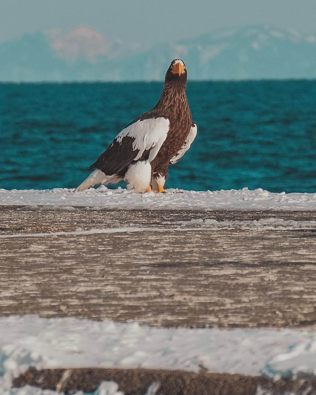 Y U R I Eさんのインスタグラム写真 - (Y U R I EInstagram)「望遠レンズ買おうか悩んでたんだけど、野生動物をキレイに撮影したい！！❤️‍🔥と思って購入。結果、買って正解🥹  望遠の割にコンパクトで、散歩に持っていける軽さ。 なぜ今まで持っていなかったのか🫠 先日の北海道ネイチャートリップでも大活躍📸  次はシャケをつかむヒグマが観られる、『知床岬ヒグマボートクルーズ』に望遠レンズを持って参加したいと企んでおります🐻🐟  ⚙FUJIFILM XT-4/ FUJINON 望遠ズームレンズ  XC50-230mm F4.5-6.7 OIS II   1)クルーズ船から見た羅臼岳 2)車内から見たどこまでも続くまっすぐな道 3)目が合ったオオワシ 4)エゾシカの群れ  #FUJIFILM#fujifilm_xseries#hokkaido#shiretoko#explorejapan#北海道#道東#知床#根室#国内旅行#旅#冬旅#野生動物#野鳥#オオワシ#エゾシカ#富士フイルム#羅臼岳」3月23日 20時44分 - yuriexx67