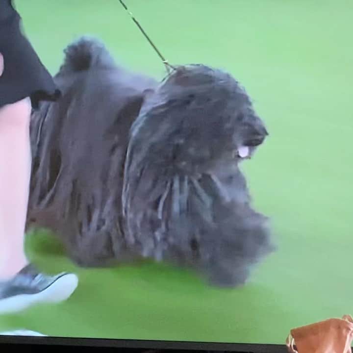 ネオンムーンのインスタグラム：「강아지의 날 맞이!  미쿡에서 만난 사랑둥이 모음집🐶」