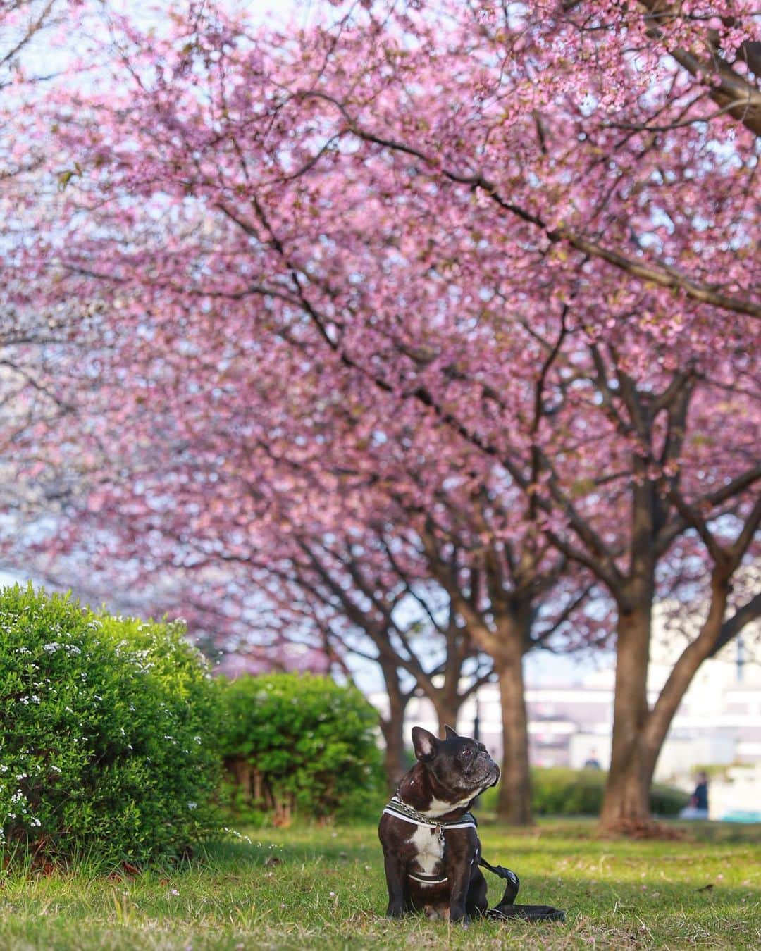 Turbo_dad フレブルのターボのインスタグラム：「来年もここで撮ろうな🌸  #frenchbulldog #frenchbulldogsofinstagram #frenchbulldoglife #frenchbulldoglove #frenchbulldoglovers #frenchie #frenchiesofinstagram #buhi #フレンチブルドッグ #フレンチブルドッグのいる生活 #フレンチブルドッグブリンドル #フレブルのいる生活 #フレブルのいる暮らし #フレブル #ブヒ #sakura #cherryblossom #🌸 #桜 #花見」