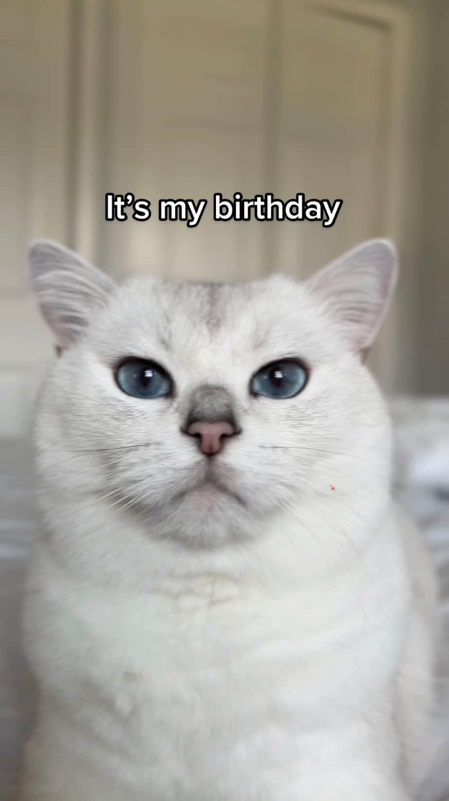 のインスタグラム：「Happy birthday to me I got a window perch so I can see Happy birthday to me How do I get down cause I have to pee」