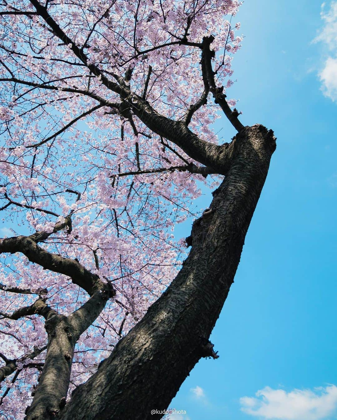 クドさんのインスタグラム写真 - (クドInstagram)「桜・じゃがまる  以前、住んでいた家の近くで偶然みつけた桜スポット。引っ越して少し距離は離れましたが、満開になるのを待ち構えて撮影してきました。足元から頭の上まで超近距離で桜が広がるこのスポット、幹線道路沿いで駅から離れており近くに留まれるようなお店もないためか、満開の時期でもほとんど人がいません。人目を気にせず写真の構図を探れるので良い練習になりました。最近、植物を撮るようになってから写真が少し上達したような気がしています。  #桜 #桜満開 #桜スポット #柴犬 #豆柴 #9歳 #じゃがまる #LUMIXGH6」3月23日 21時26分 - kudo_shota