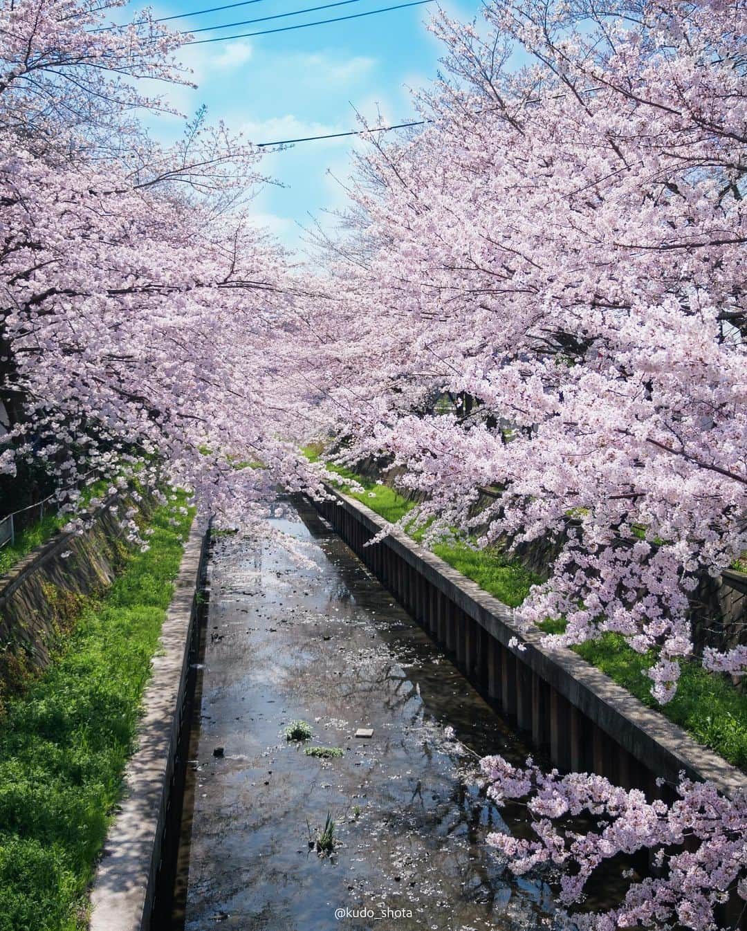 クドさんのインスタグラム写真 - (クドInstagram)「桜・じゃがまる  以前、住んでいた家の近くで偶然みつけた桜スポット。引っ越して少し距離は離れましたが、満開になるのを待ち構えて撮影してきました。足元から頭の上まで超近距離で桜が広がるこのスポット、幹線道路沿いで駅から離れており近くに留まれるようなお店もないためか、満開の時期でもほとんど人がいません。人目を気にせず写真の構図を探れるので良い練習になりました。最近、植物を撮るようになってから写真が少し上達したような気がしています。  #桜 #桜満開 #桜スポット #柴犬 #豆柴 #9歳 #じゃがまる #LUMIXGH6」3月23日 21時26分 - kudo_shota