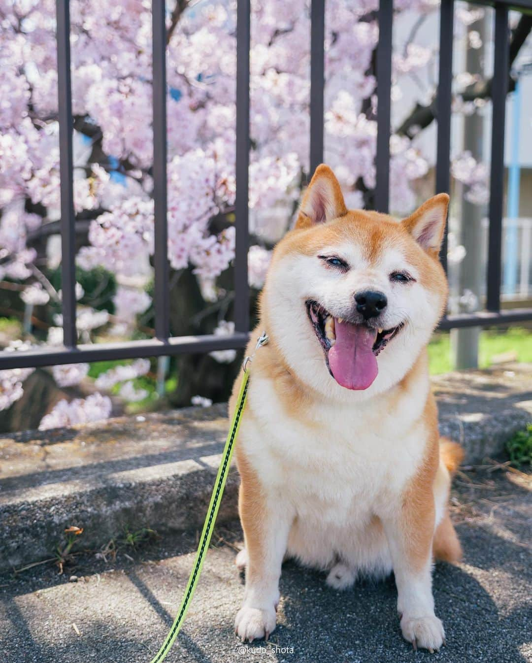 クドさんのインスタグラム写真 - (クドInstagram)「桜・じゃがまる  以前、住んでいた家の近くで偶然みつけた桜スポット。引っ越して少し距離は離れましたが、満開になるのを待ち構えて撮影してきました。足元から頭の上まで超近距離で桜が広がるこのスポット、幹線道路沿いで駅から離れており近くに留まれるようなお店もないためか、満開の時期でもほとんど人がいません。人目を気にせず写真の構図を探れるので良い練習になりました。最近、植物を撮るようになってから写真が少し上達したような気がしています。  #桜 #桜満開 #桜スポット #柴犬 #豆柴 #9歳 #じゃがまる #LUMIXGH6」3月23日 21時26分 - kudo_shota