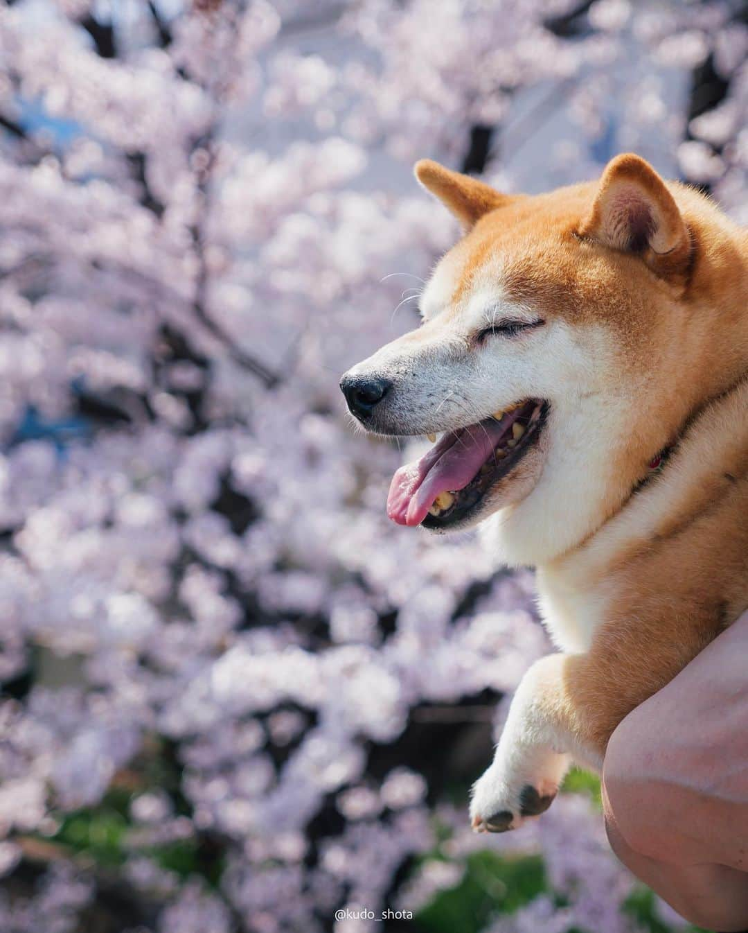 クドさんのインスタグラム写真 - (クドInstagram)「桜・じゃがまる  以前、住んでいた家の近くで偶然みつけた桜スポット。引っ越して少し距離は離れましたが、満開になるのを待ち構えて撮影してきました。足元から頭の上まで超近距離で桜が広がるこのスポット、幹線道路沿いで駅から離れており近くに留まれるようなお店もないためか、満開の時期でもほとんど人がいません。人目を気にせず写真の構図を探れるので良い練習になりました。最近、植物を撮るようになってから写真が少し上達したような気がしています。  #桜 #桜満開 #桜スポット #柴犬 #豆柴 #9歳 #じゃがまる #LUMIXGH6」3月23日 21時26分 - kudo_shota