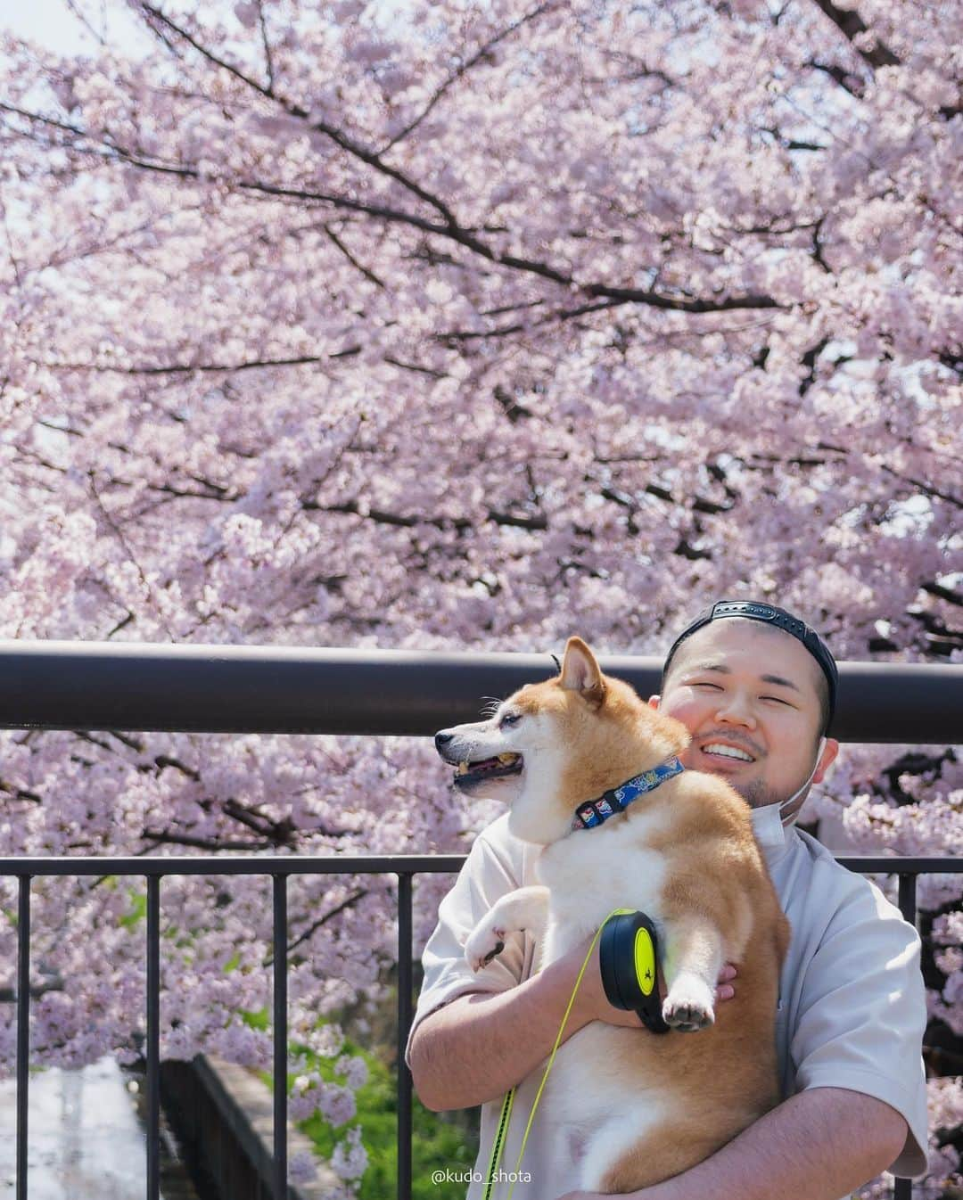 クドさんのインスタグラム写真 - (クドInstagram)「桜・じゃがまる  以前、住んでいた家の近くで偶然みつけた桜スポット。引っ越して少し距離は離れましたが、満開になるのを待ち構えて撮影してきました。足元から頭の上まで超近距離で桜が広がるこのスポット、幹線道路沿いで駅から離れており近くに留まれるようなお店もないためか、満開の時期でもほとんど人がいません。人目を気にせず写真の構図を探れるので良い練習になりました。最近、植物を撮るようになってから写真が少し上達したような気がしています。  #桜 #桜満開 #桜スポット #柴犬 #豆柴 #9歳 #じゃがまる #LUMIXGH6」3月23日 21時26分 - kudo_shota