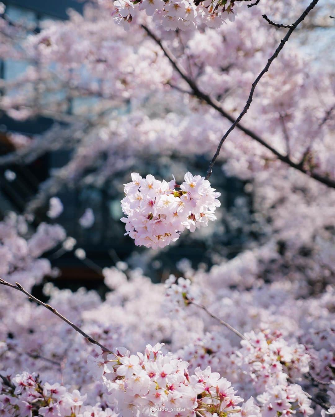 クドのインスタグラム：「桜・じゃがまる  以前、住んでいた家の近くで偶然みつけた桜スポット。引っ越して少し距離は離れましたが、満開になるのを待ち構えて撮影してきました。足元から頭の上まで超近距離で桜が広がるこのスポット、幹線道路沿いで駅から離れており近くに留まれるようなお店もないためか、満開の時期でもほとんど人がいません。人目を気にせず写真の構図を探れるので良い練習になりました。最近、植物を撮るようになってから写真が少し上達したような気がしています。  #桜 #桜満開 #桜スポット #柴犬 #豆柴 #9歳 #じゃがまる #LUMIXGH6」