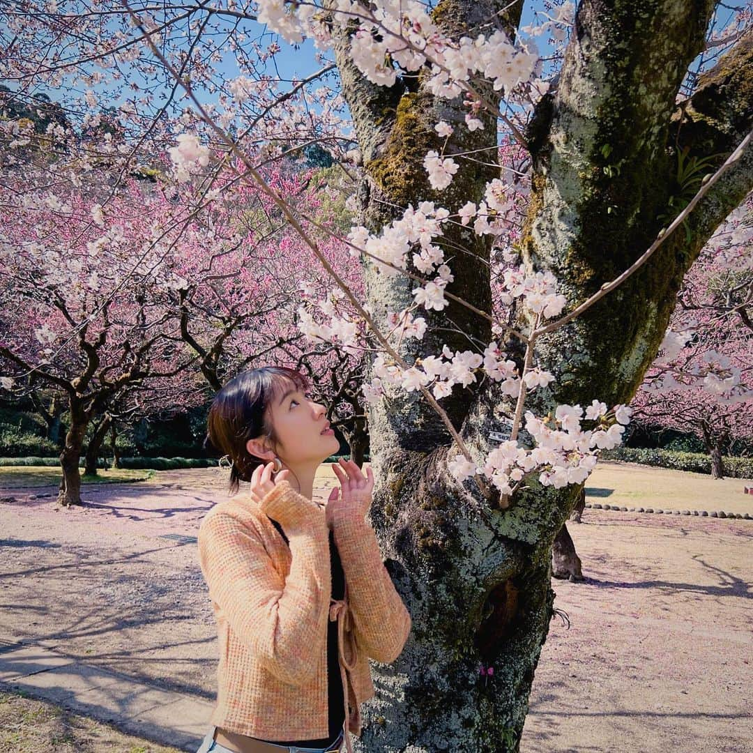 廣岡聖のインスタグラム：「愛知県で見た桜。 前日雨だったからか桜の絨毯がひろがってた🌸  #桜#山#公園#桜スポット#山登り#お散歩#愛知県#春模様#お花見#花見#花粉症#休日#旅行#日本#春服#日本#ヘアクリップ#ヘアクリップアレンジ#まとめ髪#asia#japanese#cherryblossom#springflowers#japan#aichi#view」