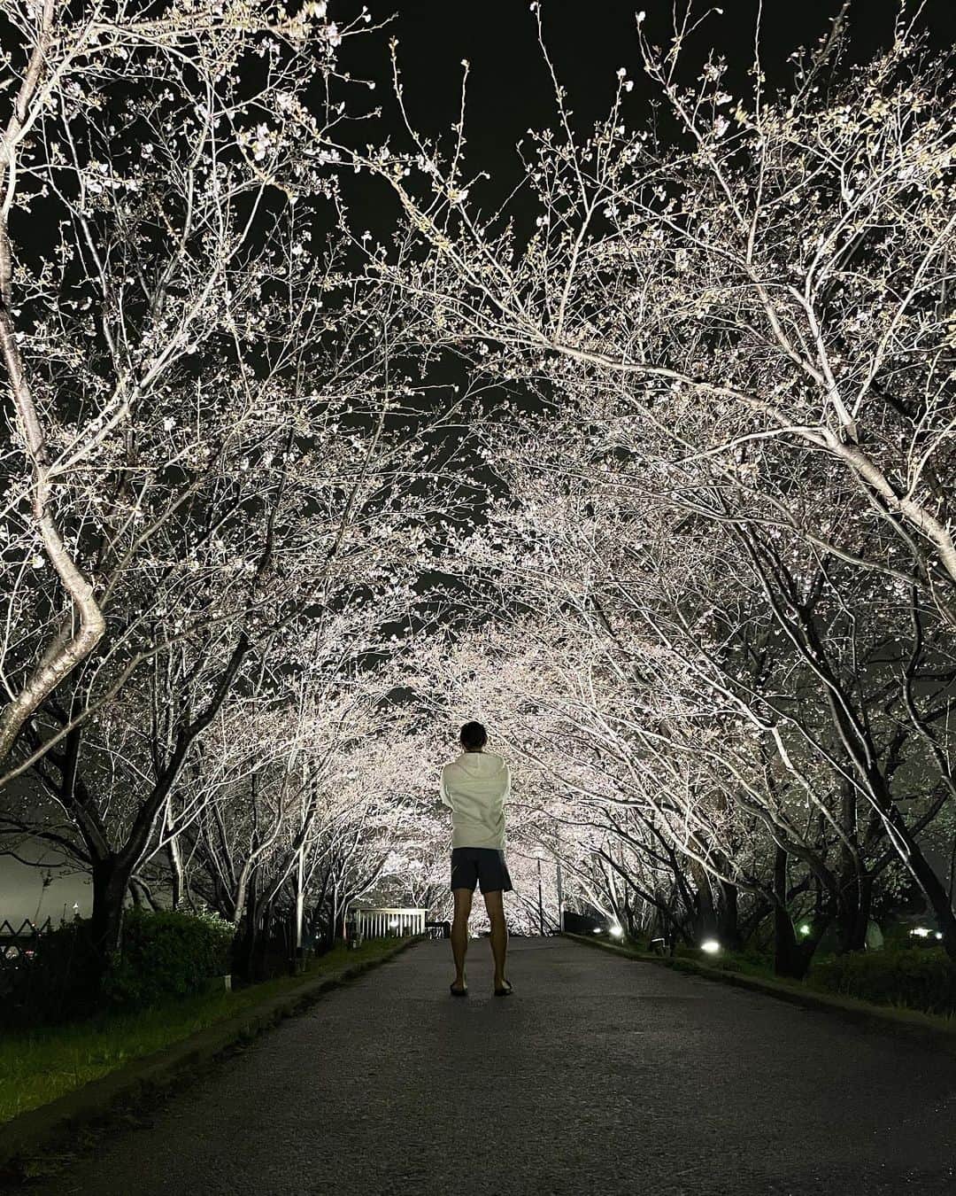 関野剛平のインスタグラム：「、 夜桜 綺麗だった🙋‍♂️ #関野剛平」