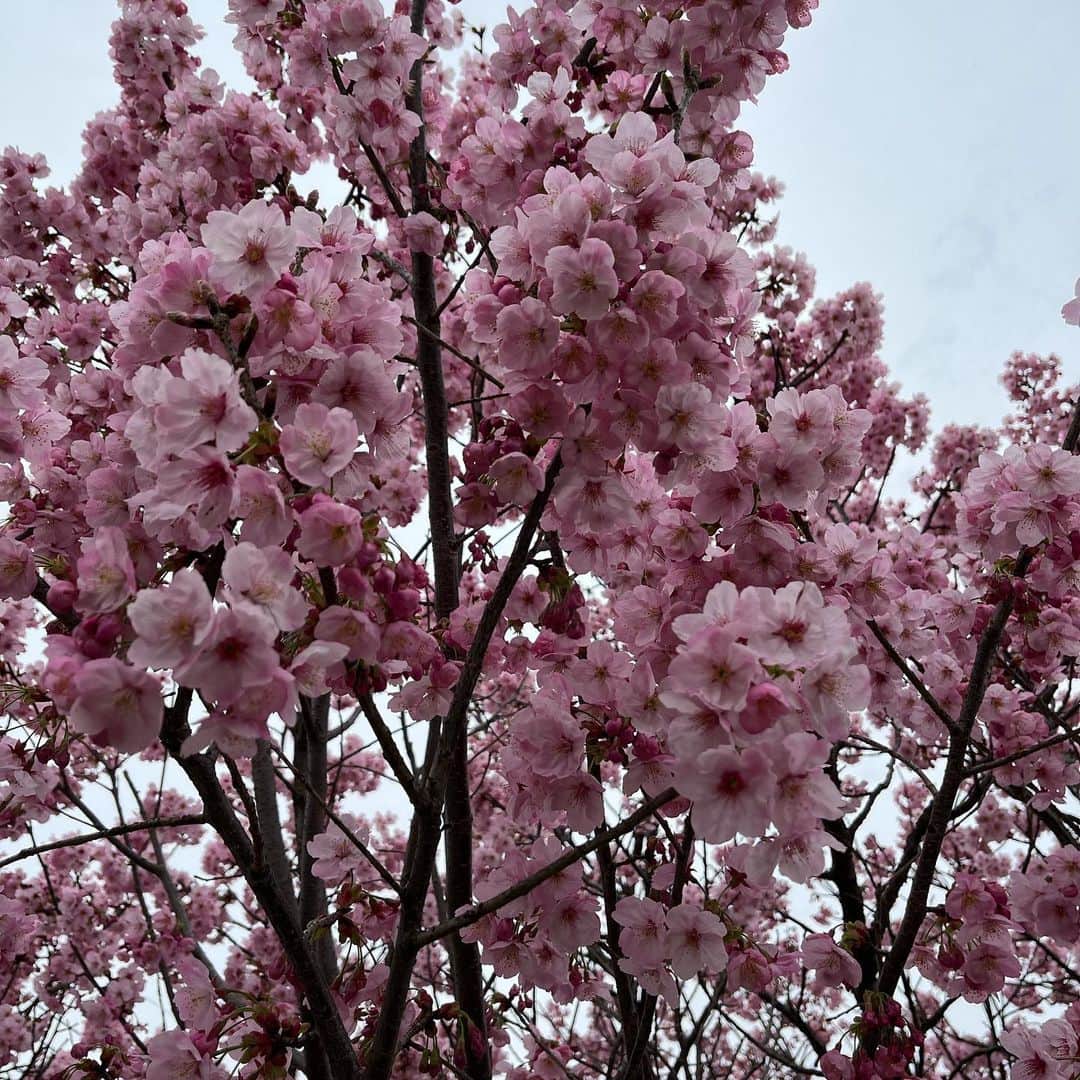 はるにゃんさんのインスタグラム写真 - (はるにゃんInstagram)「❀ ❀ ❀ 春のお散歩最高😆💕💕 先週末、家族で近くをお散歩🚶 桜🌸を見に行きました🥰 陽光桜に菜の花、芝桜☺️ そしてつくしも発見！！ 私が6歳くらいかな🤔八王子の山の方に住んでたお友達とつくしをたくさん取って炒めものにして食べた記憶が😆 どんな味だったっけな。 近所の方の竹藪で筍堀りもしたもんだ😂 春🌸の花や食べ物ってなんだかほっこりするなあ🥹 家族で自然を感じながらお散歩❤️癒されました🥰 心のコップが補充できました💕」3月23日 21時52分 - haruxmama0907