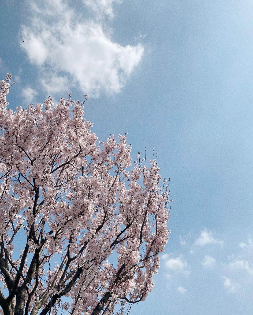 九星気学カフェのインスタグラム：「今年も美しい桜でした🌸  #桜 #癒し #春 #占い #九星気学 #風水 #開運 #運勢 #運気」