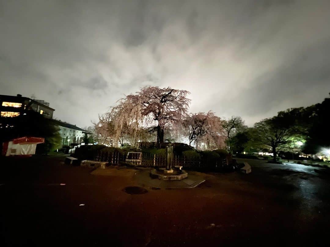 田中知之のインスタグラム：「この桜のタイミングに未在。食後、雨上がりの八坂神社で枝垂桜を愛でる。」