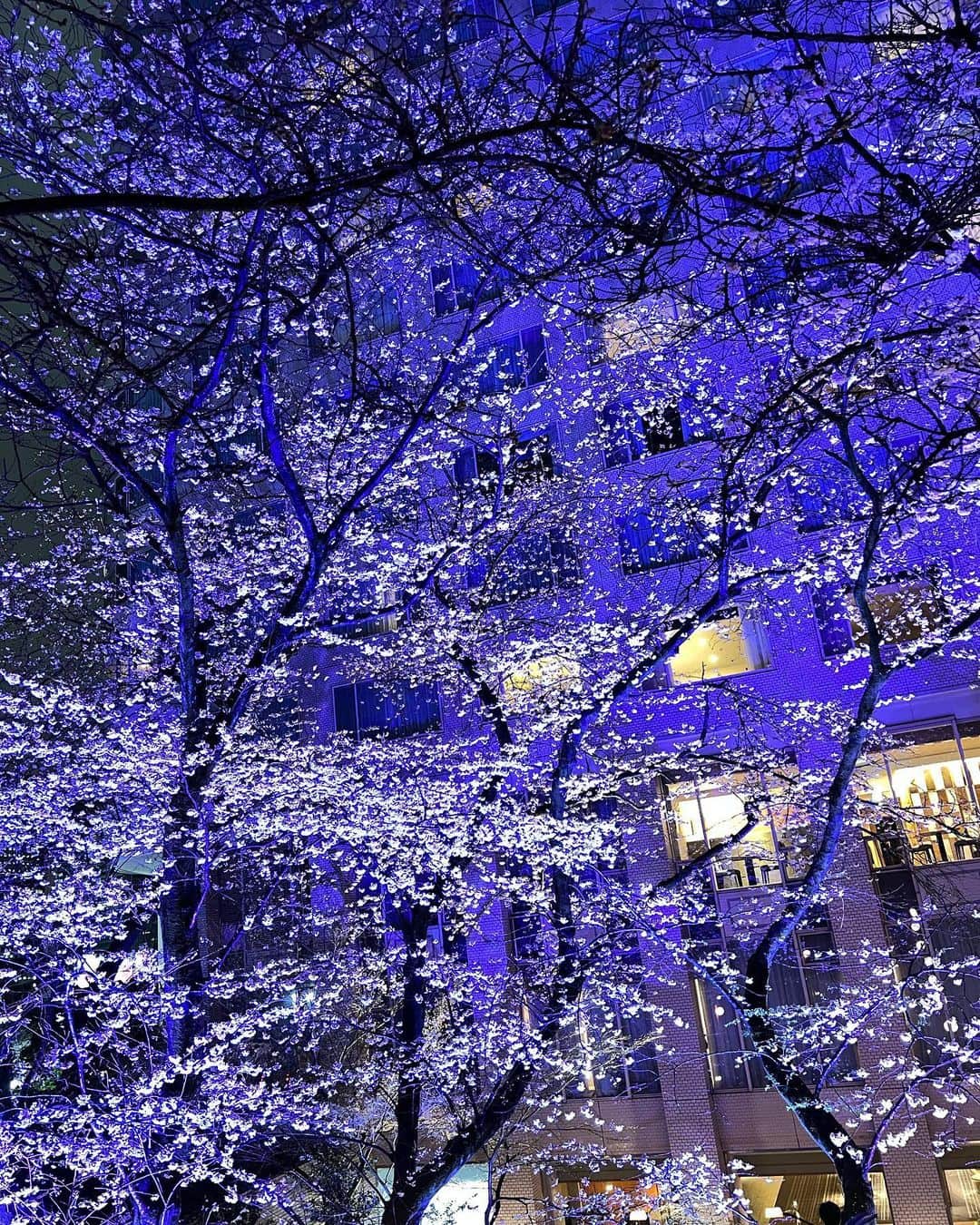 原口篤子さんのインスタグラム写真 - (原口篤子Instagram)「夜桜🌸 雨降りだけど 雨に濡れる桜もライトアップで綺麗でした。 #桜」3月23日 22時13分 - atsuko_dualview