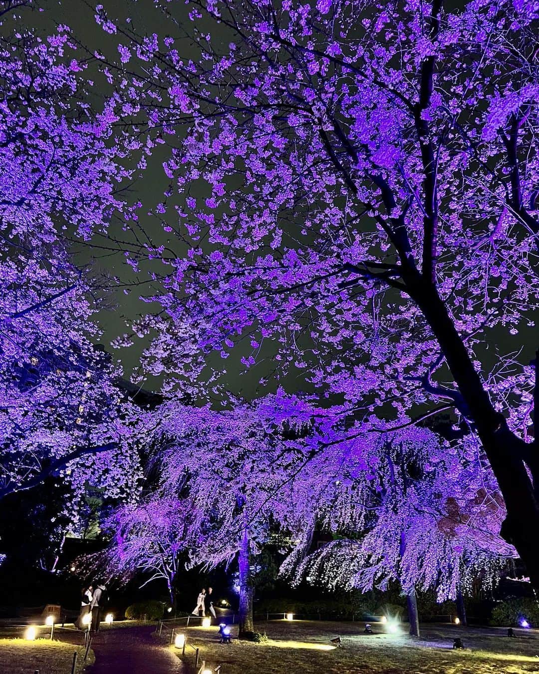 原口篤子さんのインスタグラム写真 - (原口篤子Instagram)「夜桜🌸 雨降りだけど 雨に濡れる桜もライトアップで綺麗でした。 #桜」3月23日 22時13分 - atsuko_dualview