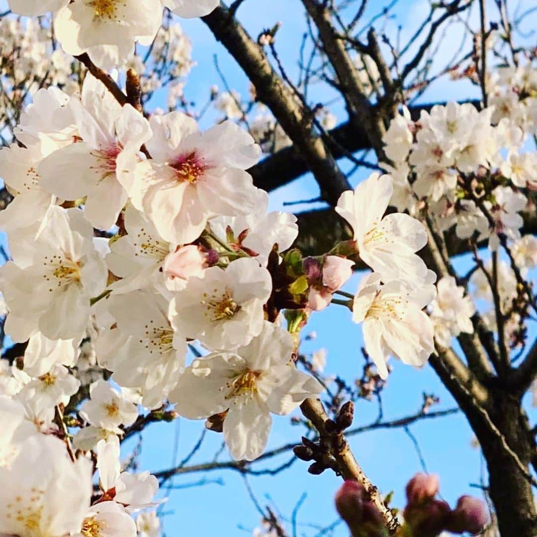 植草克秀のインスタグラム：「天気が良くないから気分が晴れるようにお花見しようぜ〜😏🌸  てことでインスタにもw  #植草とみんなのお花見会2023 #かっちゃんのお花見大会 #加工強めバージョンw #🌸🌸🌸」