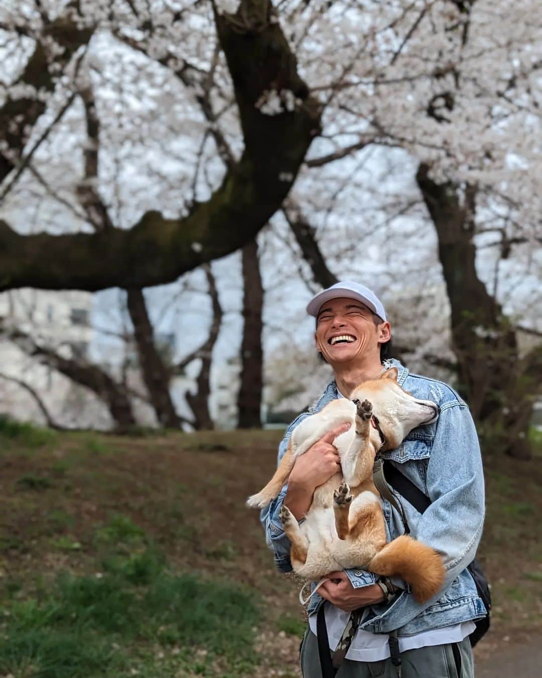 久保裕丈さんのインスタグラム写真 - (久保裕丈Instagram)「恒例の、花見に全く興味がない犬と、花見を強制する飼い主。」3月23日 22時27分 - hirotakekubo