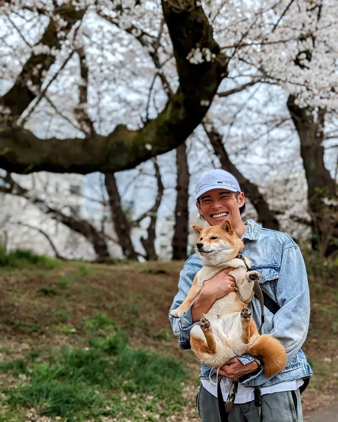 久保裕丈のインスタグラム：「恒例の、花見に全く興味がない犬と、花見を強制する飼い主。」